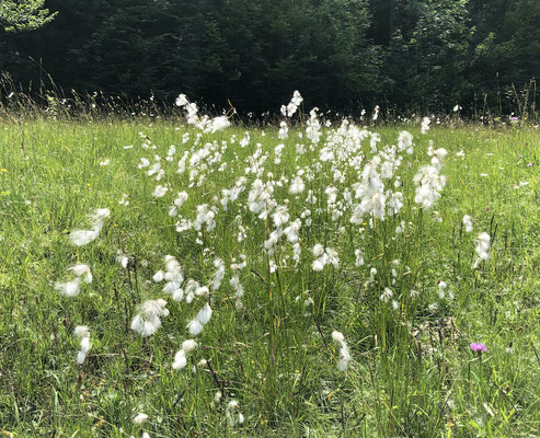 blühendes Wollgras