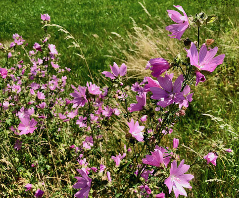 Blumen am Wegesrand