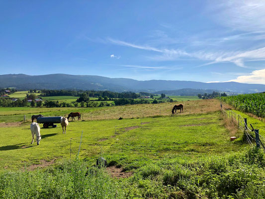 grasende Pferde bei Neureichenau