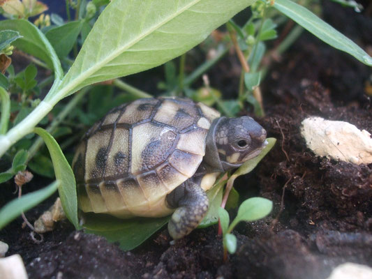 Auch Jungtiere genießen naturnahe Struktur