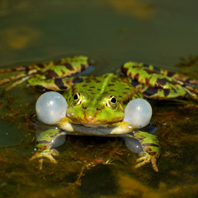 Im Frühsommer machen sich Grünfrösche, zu welchen Teichfrosch und Kleiner Wasserfrosch gehören, mit lautstarken Quak-Konzerten bemerkbar. 