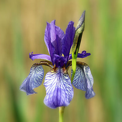 Eine der auffallendsten Pflanzen ist die Iris sibirica.