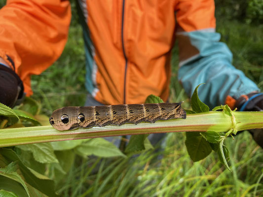 Raupe eines Mittleren Weinschwärmers