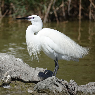 Seidenreiher. (© Michèle Kaennel Dobbertin)