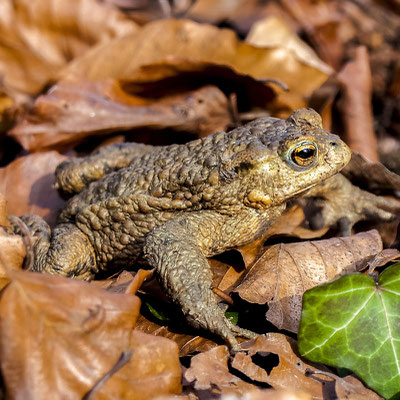 Schon im zeitigen Frühjahr stellen sich erste Erdkröten  zu Paarung und Laichablage  am Weiher ein.