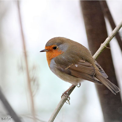 Rotkehlchen. (© Barbara Ehrensperger)