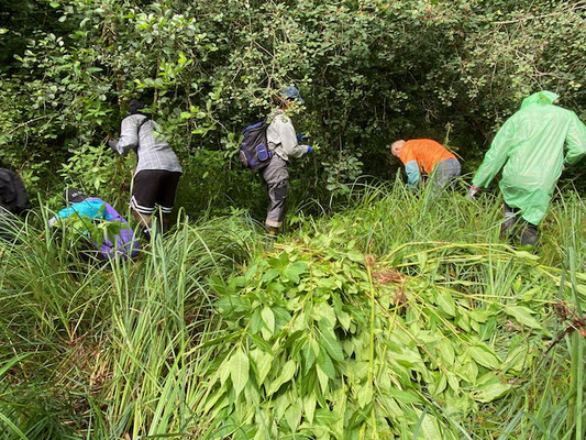 Die Pflanzen werden herausgezogen und so abgelegt, dass ihre Wurzeln nicht in Kontakt mit der Erde kommen. 