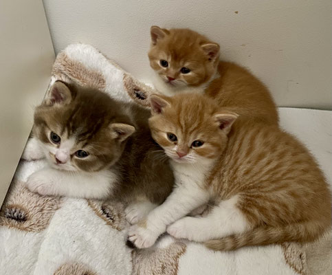 Lenny, Lilly Belle und Leslie