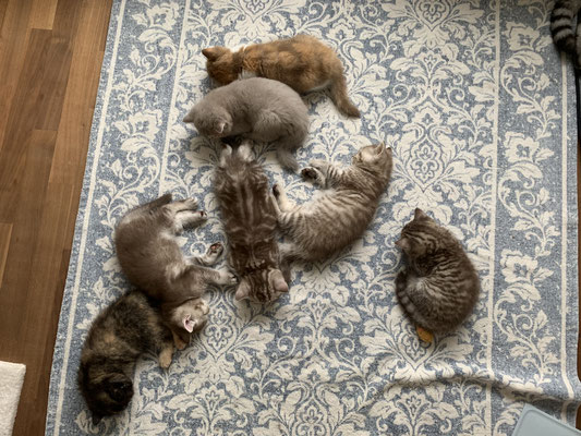 von links nach rechts: Grace, Gismo, Gaius (Mitte), Gino, Gaia, Gil und Gus