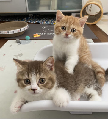 Lenny und Lilly Belle