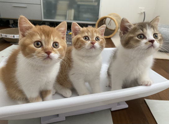 v.l.n.r.: Leslie, Lilly Belle und Lenny