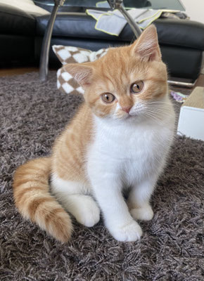Lilly Belle