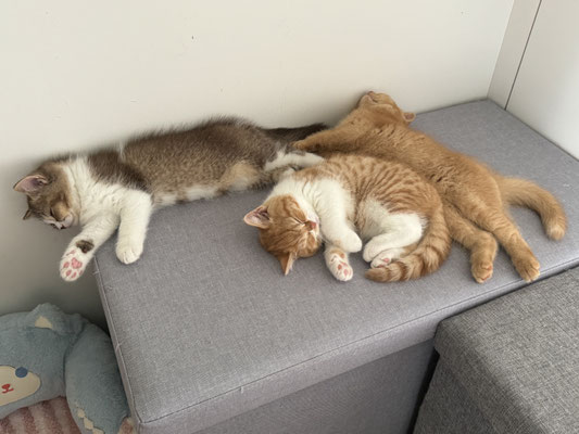 Lenny, Lilly Belle und Lynn