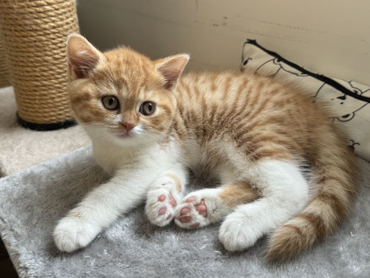 Lilly Belle