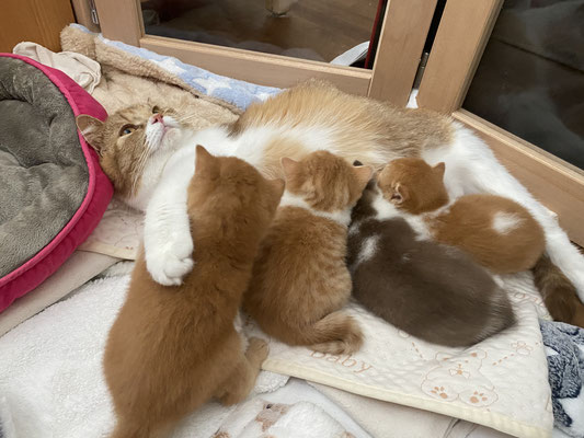 Gaia mit den 4 Kitten