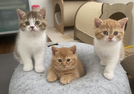 Lenny, Loco und Lilly Belle