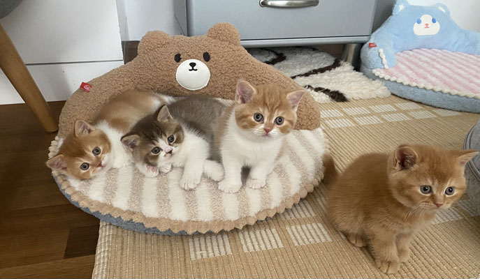 von links nach rechts: Leslie, Lenny, Lilly Belle, Loco