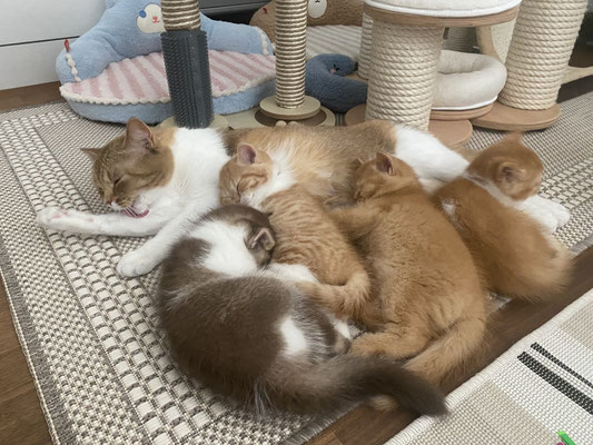 Lenny, Lilly Belle, Loco und Leslie an der Milchbar von Mutter Gaia