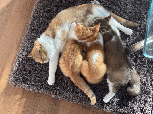Mutter Gaia mit Lilly Belle, Leslie und Lenny