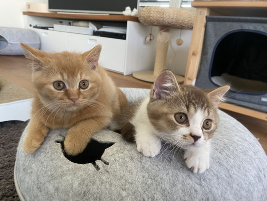 Lynn und Lenny