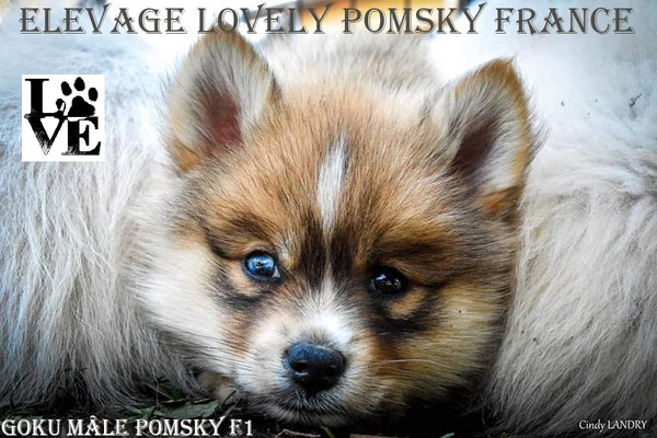 Premier Elevage De Pomsky Familial En France Elevage Lovely Pomsky France Premier Elevage De Pomsky Familial En France Elevage Lovely Pomsky France