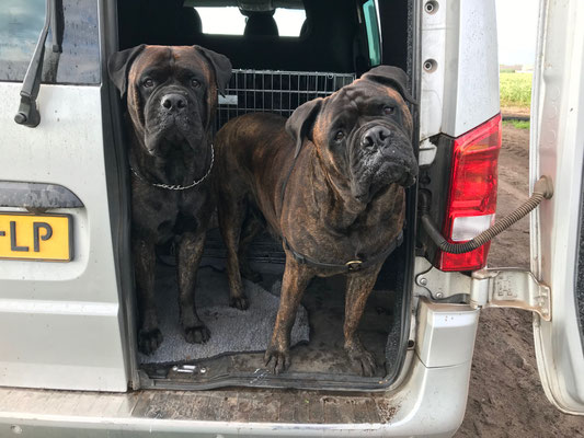 Blacky (rechts) en dochter Doris. Augustus 2020
