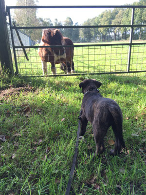 Blacky en onze pony Floris