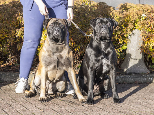 Stacey en Mini