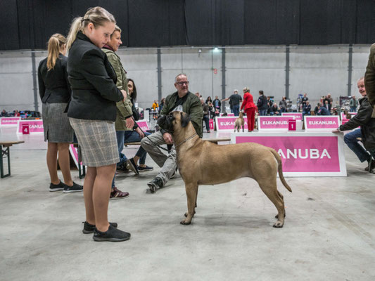 November 2019 dogachtigen show