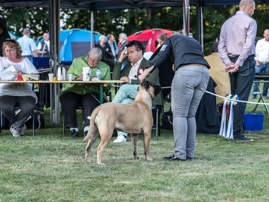 7 juli 19 dogshow Echt