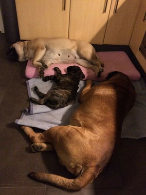 Freek, kleine Blacky en Tina