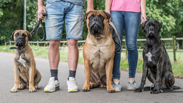 juli 2023 was Oskar hier logeren samen met 2 pups van Viva