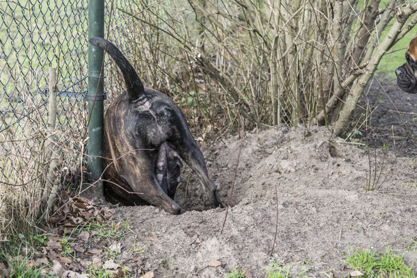 Alvast een hol graven voor de pups 4 februari 2023