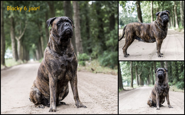Onze speciale Blacky 6 jaar oud. 24 augustus 2020
