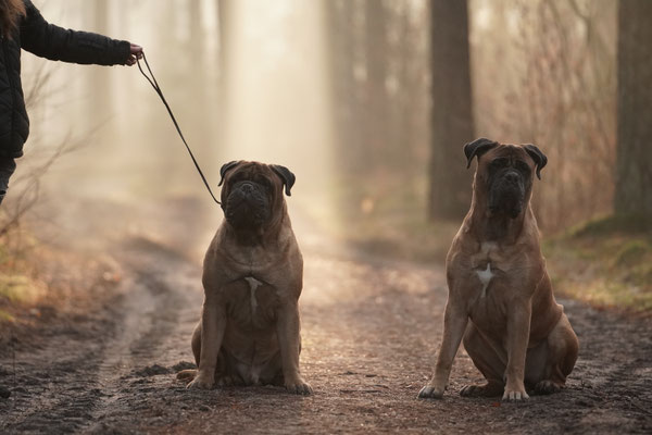 Beer en broer Ramée