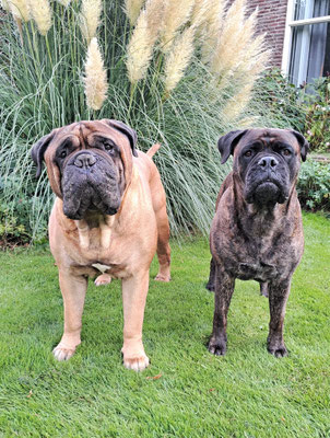 Beer en huisgenoot Kyra (George x Blacky)