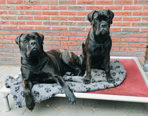 Saartje samen met halfzus Viva (dezelfde vader)