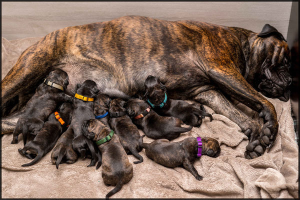 Nestje van Blacky en George maart 2017