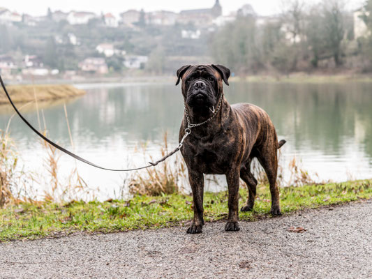 Blacky in Frankrijk, januari 2019