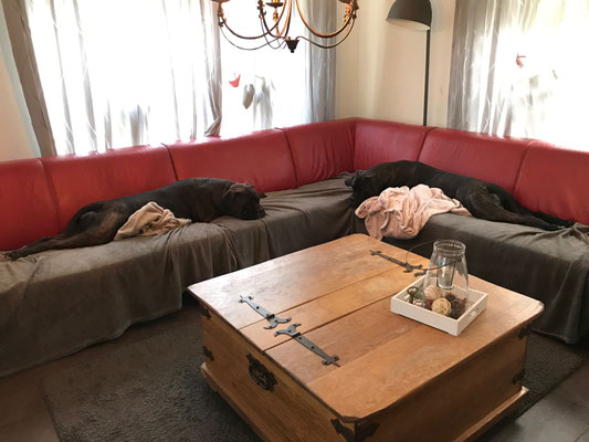 Samen met halfzus Doris (beide van Blacky) gestrekt op de bank