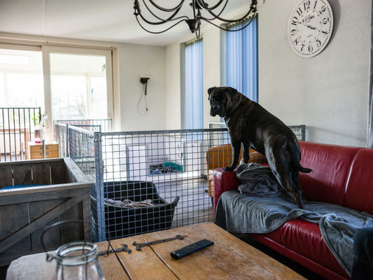 werpkist staat al in de woonkamer, met er omheen een ruime puppyren voor alle privacy. 