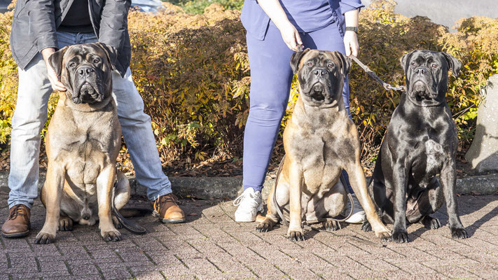 broer Bink, Stacey en Mini