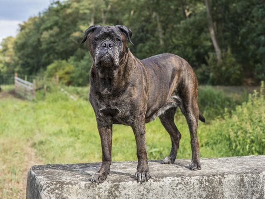Blacky op haar 11e verjaardag