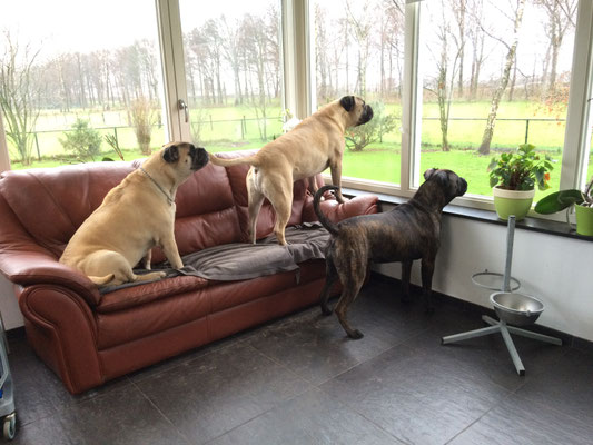 Lana, Turner en Blacky