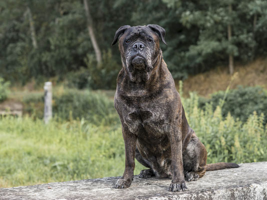 Blacky op haar 11e verjaardag