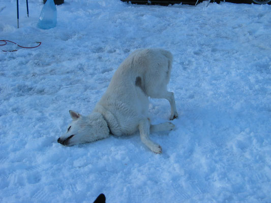 Weil Snow sich nie aus dem Staub machte, durfte er sich nach dem Training frei im Schnee entspannen und abkühlen. 