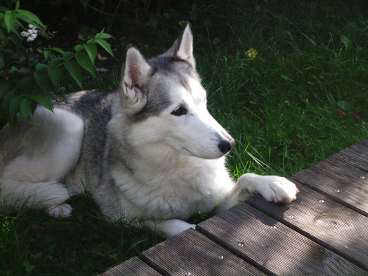 2020 Huskypost