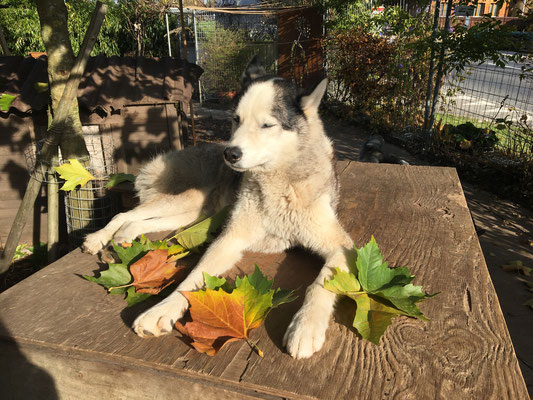 Yukon, einer der sich nie vor der Kamera ziert, hat sich mit Herbstblättern als Stilleben trapiert.