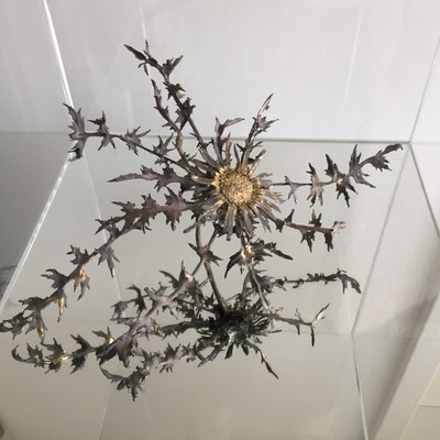 Silberdistel, Bronze