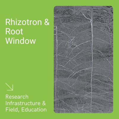 Rhizotrons & Root Windows